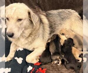 Mutt Dogs for adoption in Thief River Falls, MN, USA