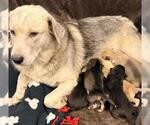 Phoenix - Female Mutt Dog for Adoption - Small photo