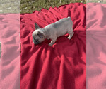 Small Photo #4 French Bulldog Puppy For Sale in MCDONOUGH, GA, USA