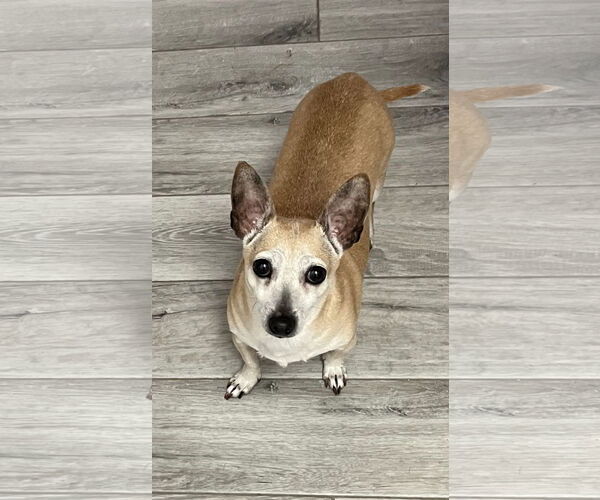 Medium Photo #3 Chihuahua Puppy For Sale in Rosenberg, TX, USA