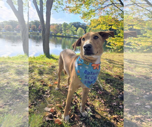 Medium Photo #2 Labrador Retriever-Rhodesian Ridgeback Mix Puppy For Sale in Rockaway, NJ, USA