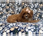 Biscuitly - Female Cavapoo (Miniature) Puppy for Sale - Photo #9