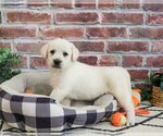 Small #1 Labrador Retriever