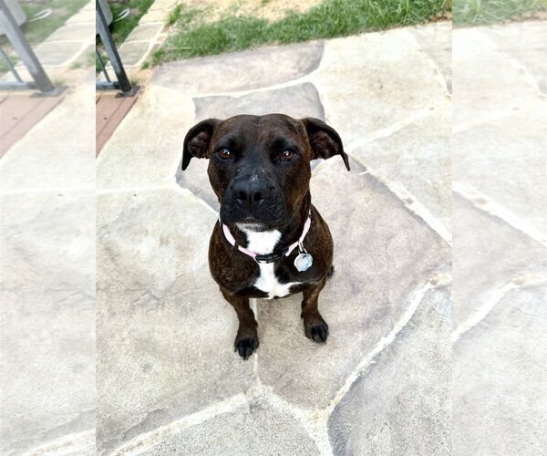 Medium Photo #1 Boxer-Unknown Mix Puppy For Sale in Euless, TX, USA