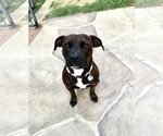 Small Boxer Mix