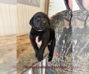 Labrador Retriever Puppy for sale in OTTUMWA, IA, USA