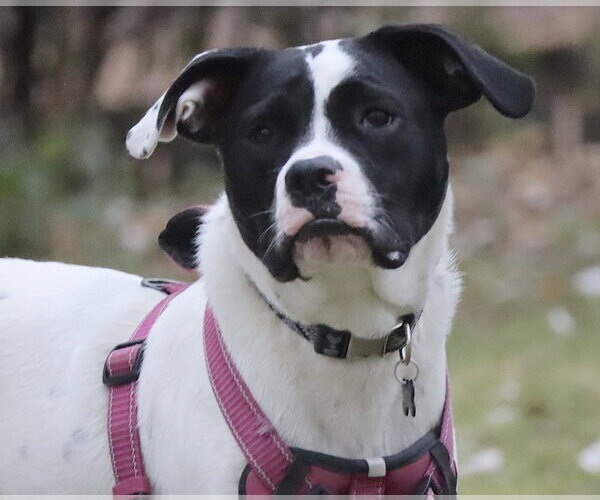 Medium Photo #10 Lab-Pointer Puppy For Sale in Princeton, MN, USA