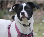 Small Photo #10 Lab-Pointer Puppy For Sale in Princeton, MN, USA
