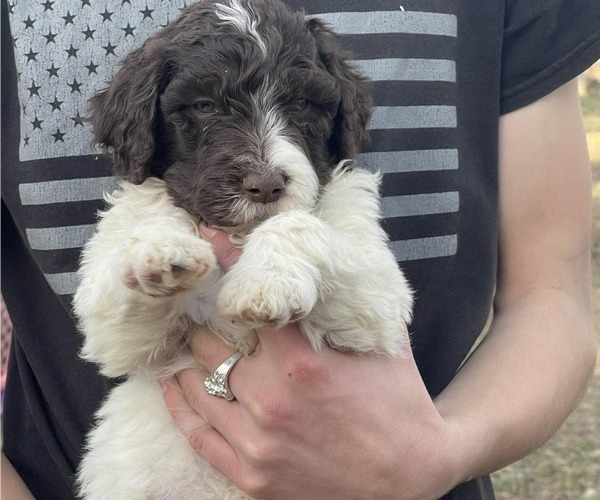Medium Photo #6 Goldendoodle Puppy For Sale in ELLISGROVE, IL, USA