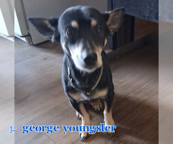 Medium Photo #3 Chiweenie Puppy For Sale in San Antonio, TX, USA