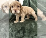 Small #2 Cocker Spaniel