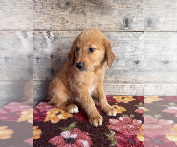 Medium Photo #11 Golden Retriever Puppy For Sale in VERMONTVILLE, MI, USA