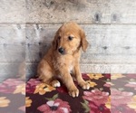 Small #10 Golden Retriever