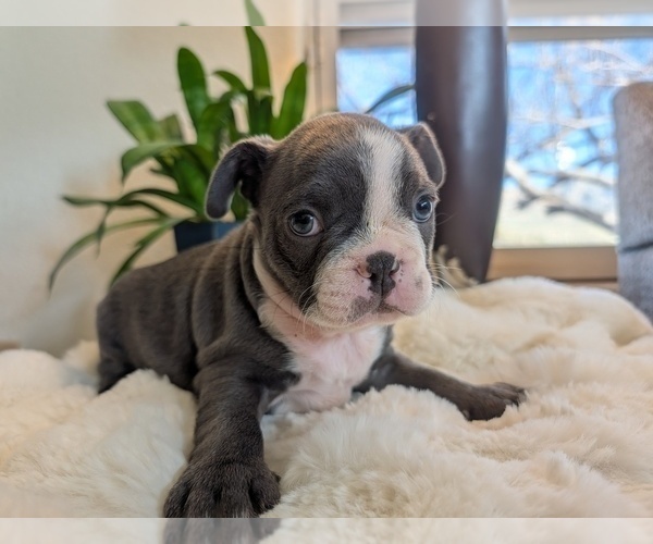 Medium Photo #8 Faux Frenchbo Bulldog Puppy For Sale in LAS CRUCES, NM, USA