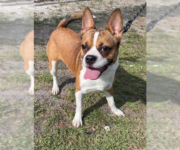 Medium Photo #1 Boston Terrier Puppy For Sale in Naples, FL, USA