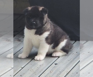 Akita Puppy for Sale in LAKEBAY, Washington USA