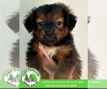 Holley - Female Australian Mountain Dog Dog for Adoption - Small photo