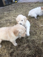 Golden Retriever Puppy for sale in SOUTH HAVEN, MN, USA