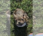 Puppy lisa French Bulldog