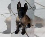 Small Photo #2 Belgian Malinois Puppy For Sale in SAN DIEGO, CA, USA