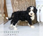 Small #3 Bernedoodle (Miniature)