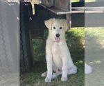 Puppy Duke Border Collie-Maremma Sheepdog Mix