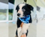 Puppy Puppy 3 Australian Shepherd