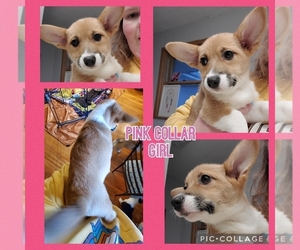 Pembroke Welsh Corgi Puppy for sale in URBANA, IL, USA