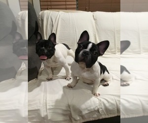 French Bulldog Puppy for sale in ORCUTT, CA, USA