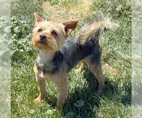 Medium Photo #3 Mutt Puppy For Sale in Chino Hills, CA, USA