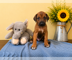 Small #8 Rhodesian Ridgeback