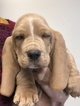 Small Photo #15 Basset Hound Puppy For Sale in DARLINGTON, MD, USA