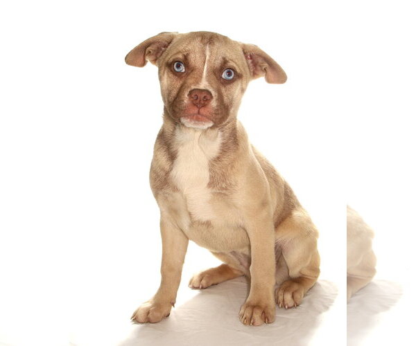 Medium Photo #3 French Bulldog-Siberian Husky Mix Puppy For Sale in Oakland Park, FL, USA