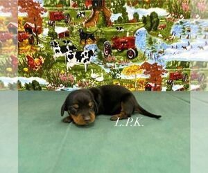Dachshund Puppy for sale in WINNSBORO, LA, USA