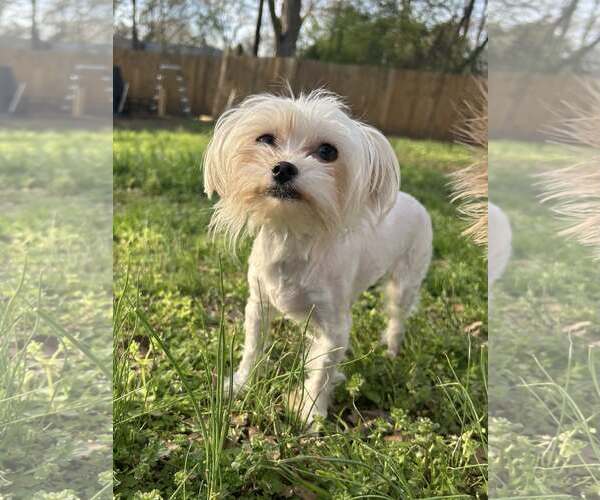 Medium Photo #1 Mutt Puppy For Sale in Greenville, SC, USA