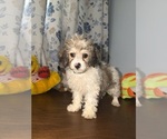 Litter of 4 - Male(s) and Female(s) Cockapoo (Miniature)Litter of Puppies for Sale - Photo #25
