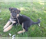 Small Photo #2 German Shepherd Dog Puppy For Sale in OAK GROVE, OR, USA