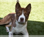 Small Photo #3 Akita-Siberian Husky Mix Puppy For Sale in Moreno Valley, CA, USA