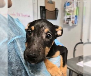 Mutt Dogs for adoption in Bolivar, MO, USA
