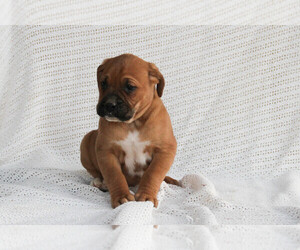 Boxador Puppy for sale in SHILOH, OH, USA
