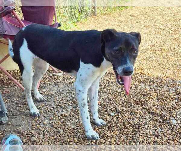 Medium Photo #8 Mutt Puppy For Sale in Anniston, AL, USA