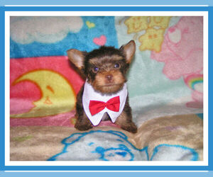 Yorkshire Terrier Puppy for sale in DELTONA, FL, USA