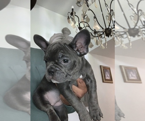 Medium Photo #1 French Bulldog Puppy For Sale in REDMOND, OR, USA