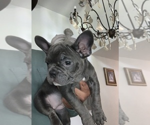 French Bulldog Puppy for sale in REDMOND, OR, USA