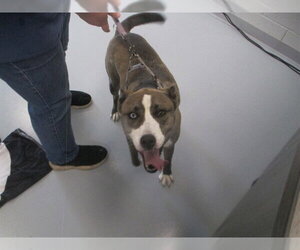 Siberian Husky-Unknown Mix Dogs for adoption in Ocala, FL, USA