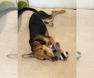 Kimi Antonelli - Female Cheagle Dog for Adoption - Photo #3