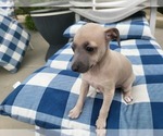 Small #6 Italian Greyhound