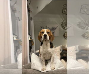Beagle Dogs for adoption in Mooresville, NC, USA