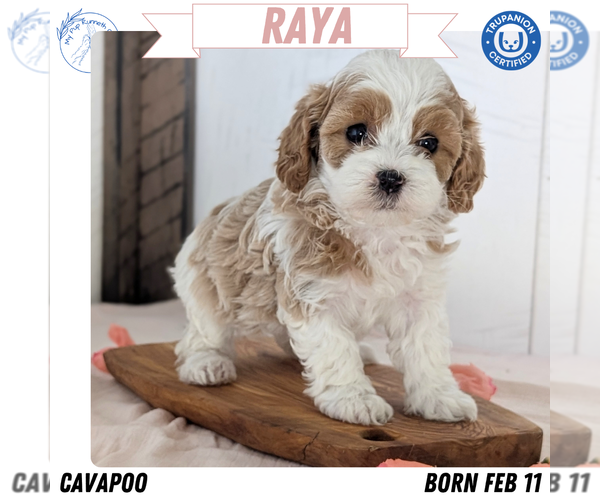 Medium Photo #29 Cavapoo (Miniature) Puppy For Sale in GOSHEN, IN, USA