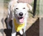 Small Labrador Retriever Mix